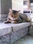 neko002