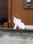 neko003